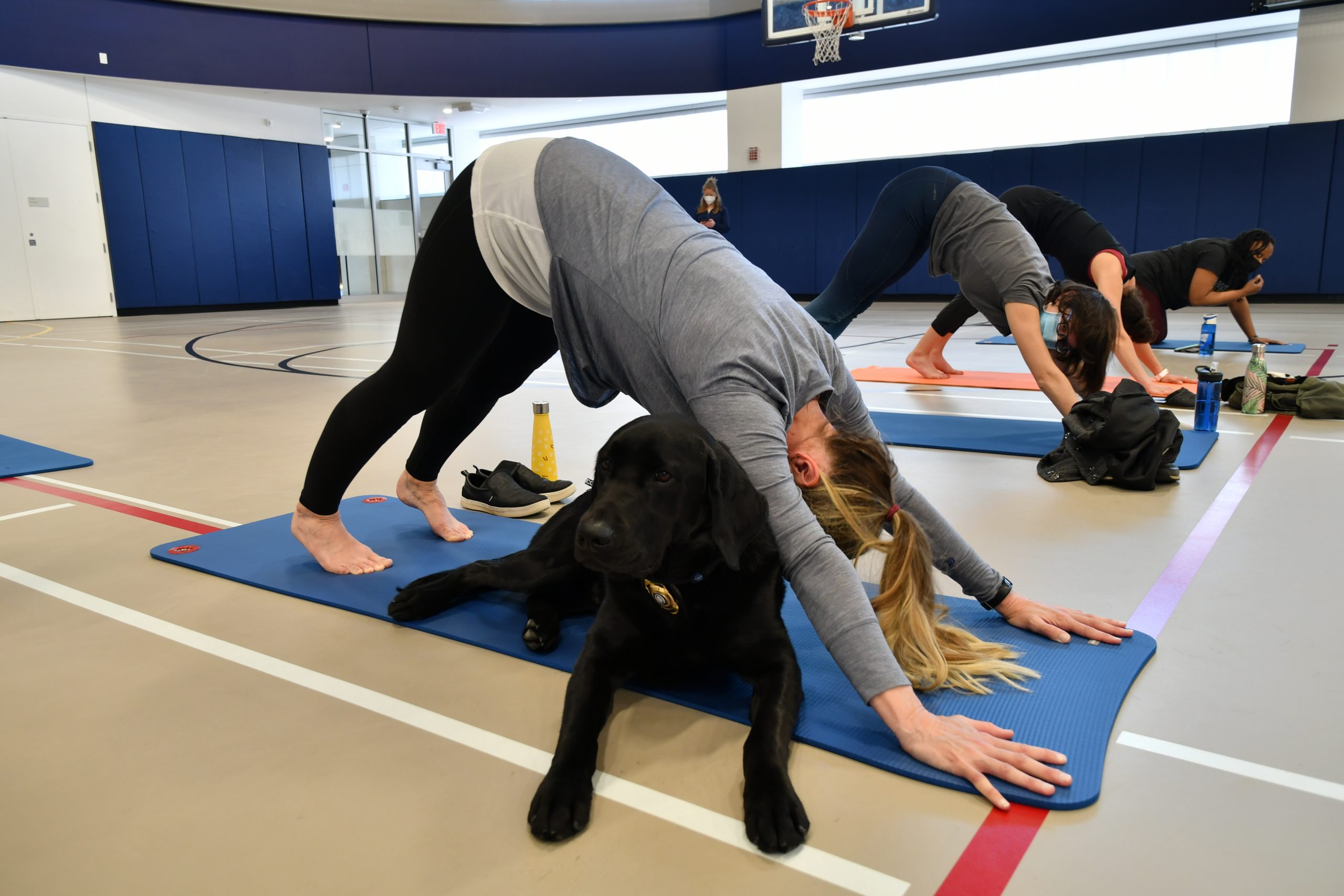 Dog Yoga
